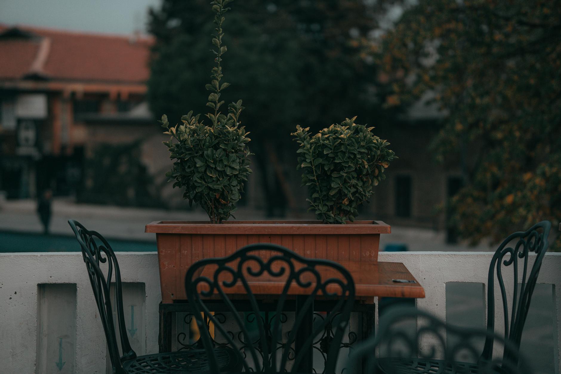 Elegant outdoor patio scene featuring ornate chairs and potted plants.