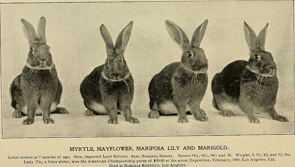 Opbergen bij het leven met huisdieren