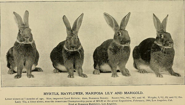 Opbergen bij het leven met huisdieren