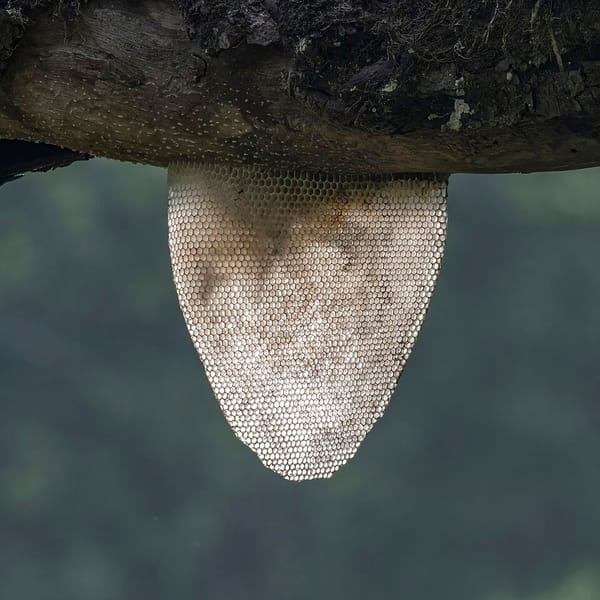 Opbergen voor mensen met ADHD: praktische strategieën